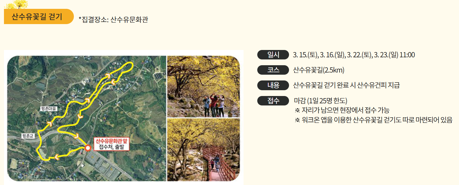 구례 산수유 축제 기간 개화상황 추천코스