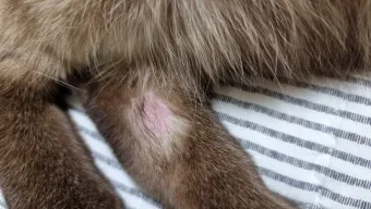 &amp;quot;고양이