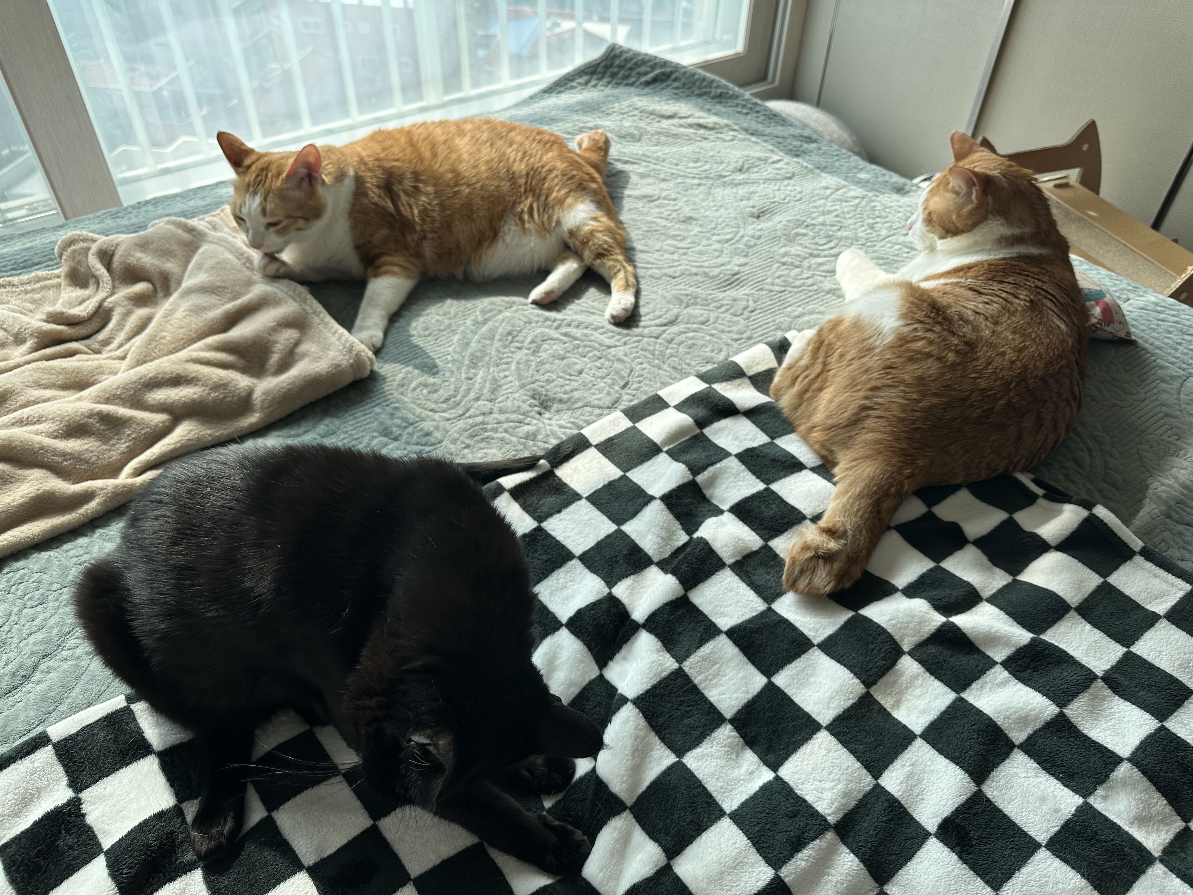 철든 형아와 철없는 동생