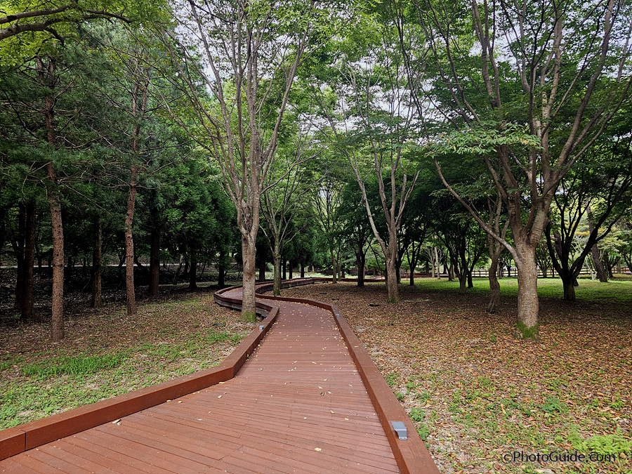 영광군 불갑산 상사화축제 2024