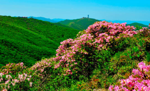 소백산철쭉제
