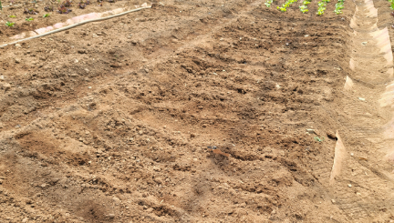 상추 파종 전 토양 준비