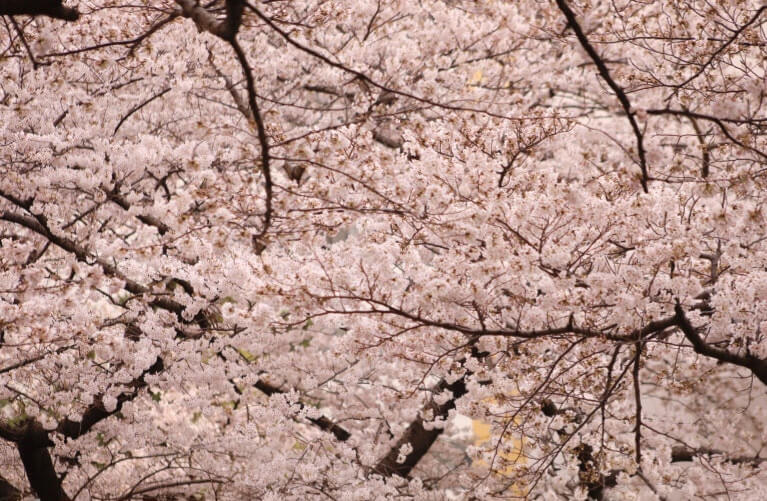 벚꽃축제 /부산 벚꽃 드라이브 코스 /숨은 벚꽃명소