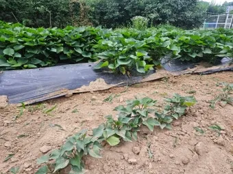 고구마 재배 달력 모종심기 관수 잡초 수확 큐어링_18