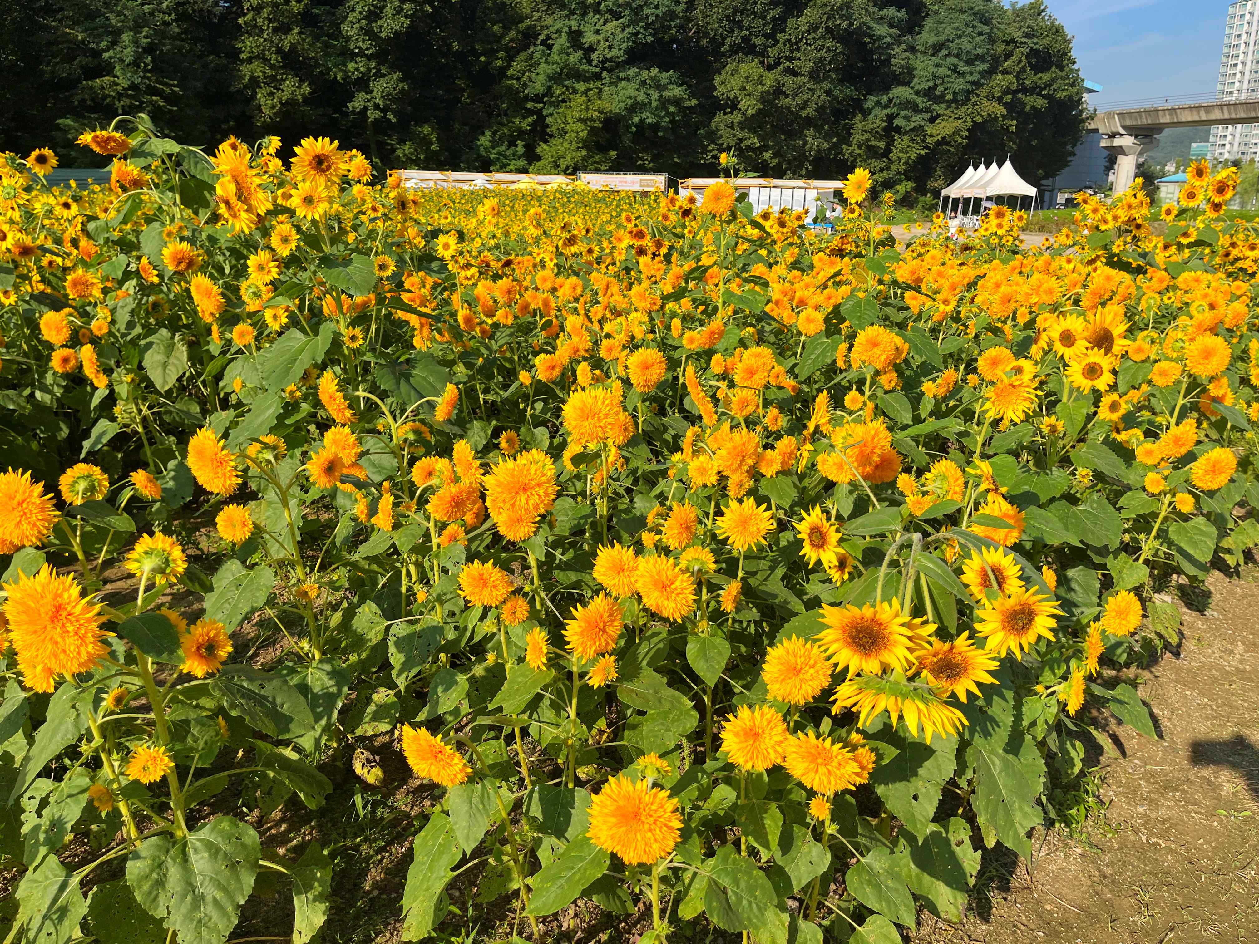 신곡새빛정원 해바라기