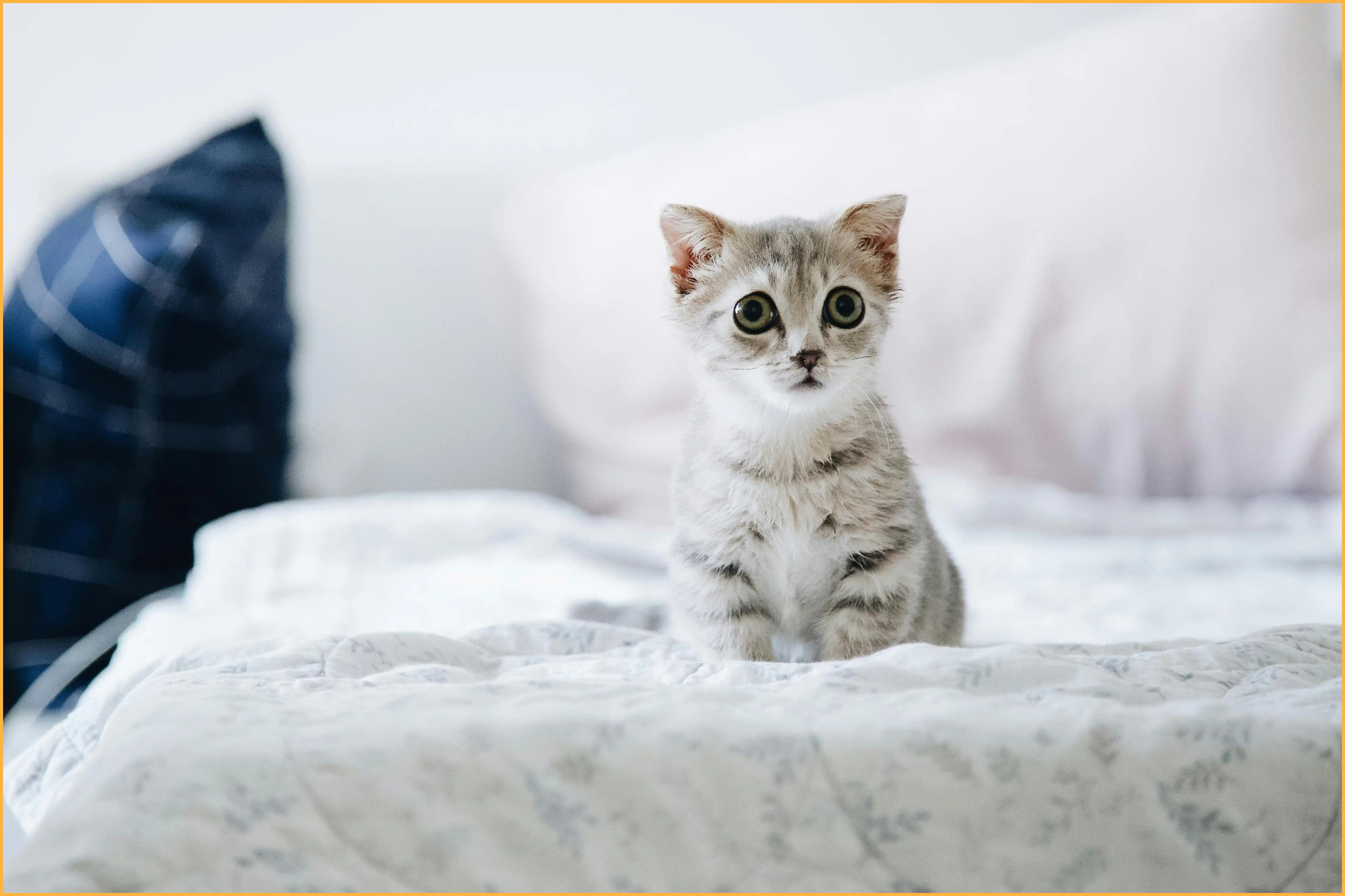 고양이 꿈해몽 총정리 (길몽과 흉몽의 차이는?)