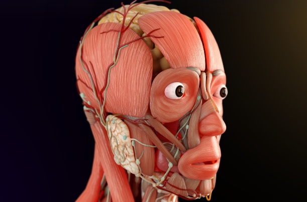 신경계에 관련된 모습