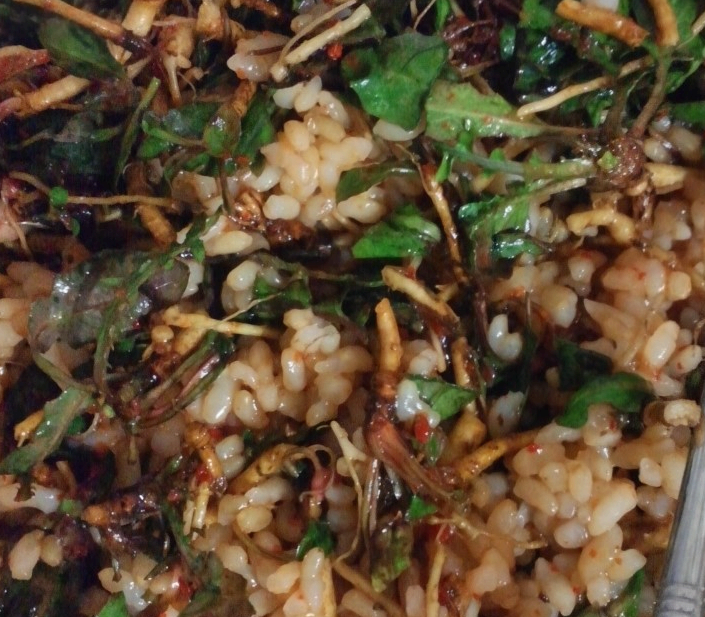 봄 나물 비빔밥, 씀바귀 비빔밥