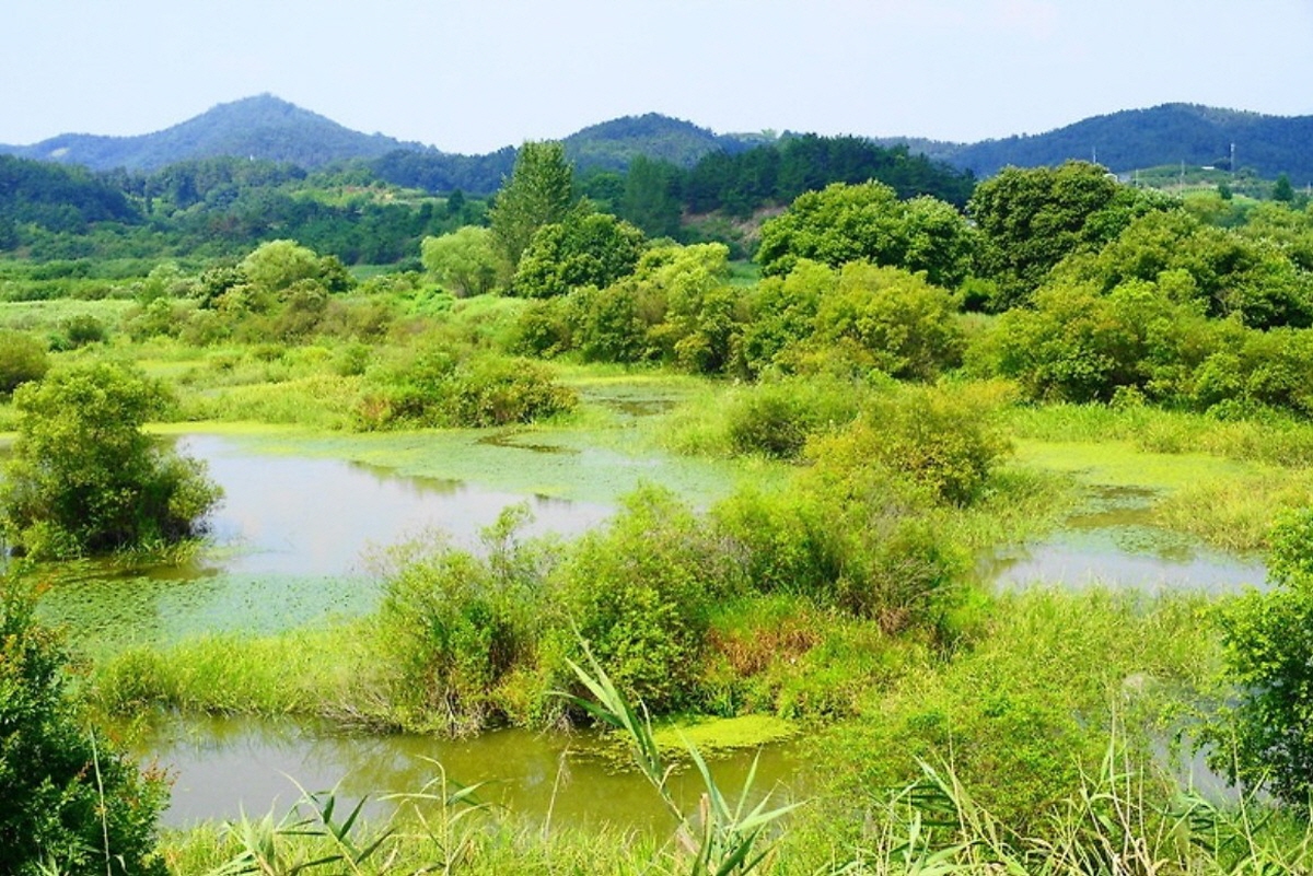 창녕 우포늪 풍경