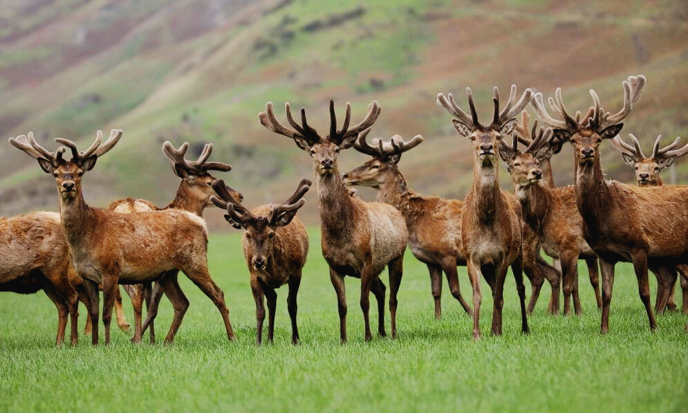 뉴질랜드 야생 방목 사슴