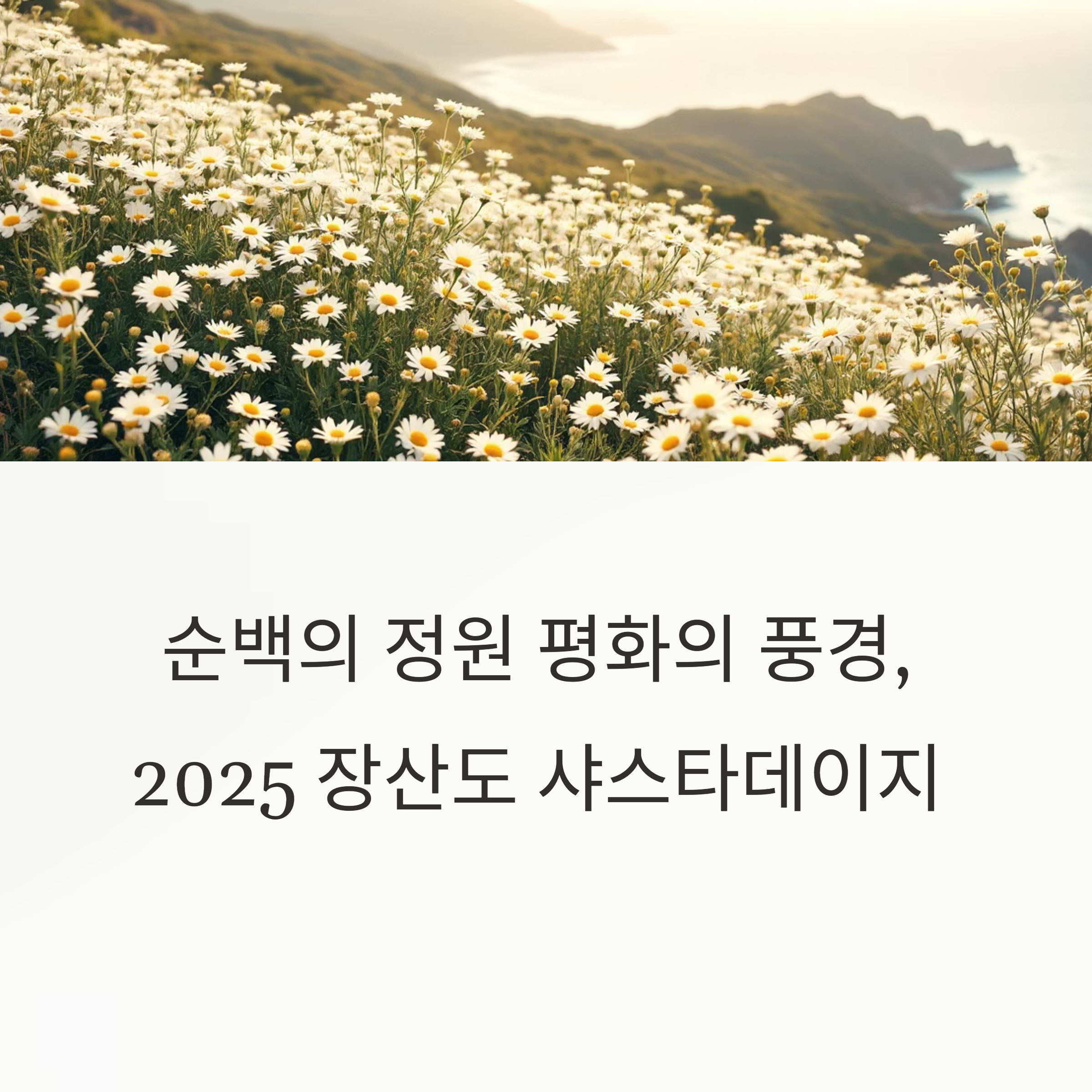 2025 장산도 샤스타데이지 축제, 순백의 정원이 전하는 평화의 풍경