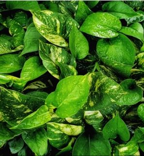 스킨답서스 키우는법