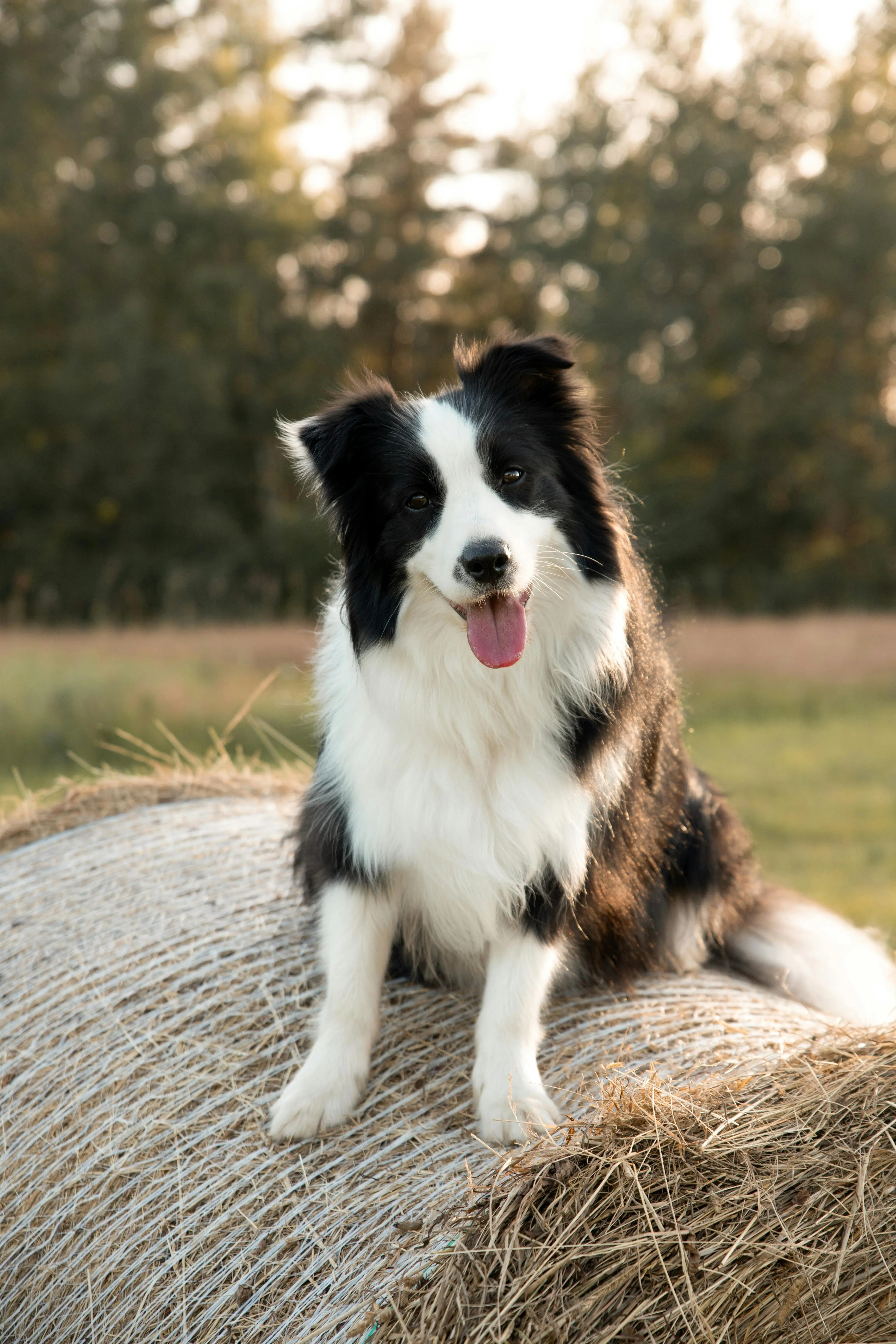 보더콜리가 앉아서 정면을 바라보는 이미지