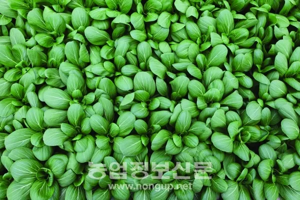 &amp;quot;청경채