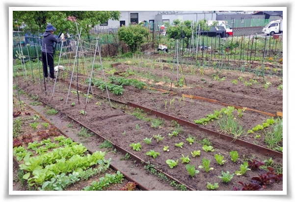 텃밭 "6월에 심기 좋은 작물" 지금 심으면 쑥쑥 자라는 여름 작물 추천!