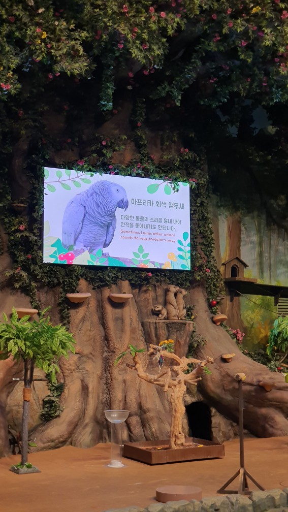 아프리카 회색앵무