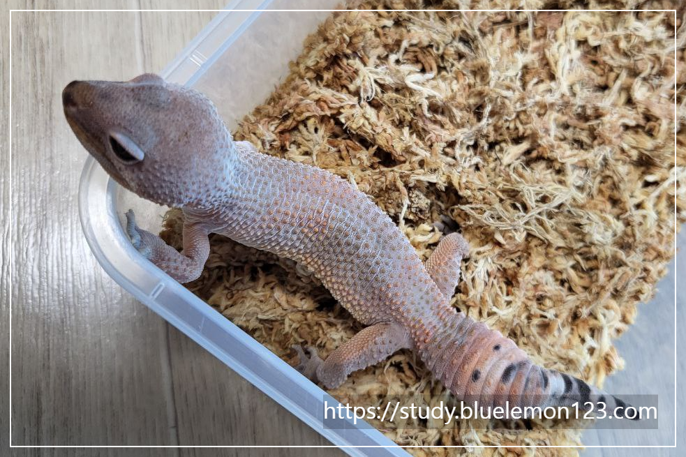 레오파드 게코 수명과 성장 과정