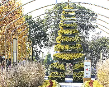 함평 국화축제_28