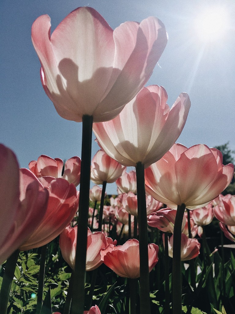 에버랜드 튤립축제