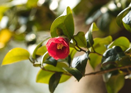 서천 동백꽃 주꾸미축제