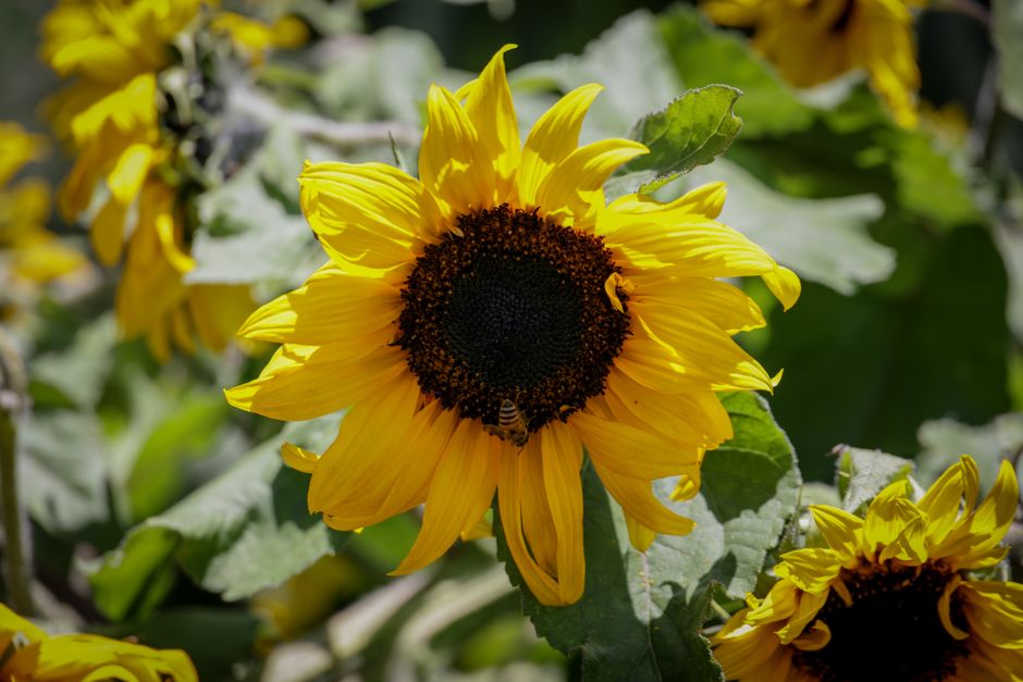 Close-up of a sunflower with bee in a sunny summer garden.