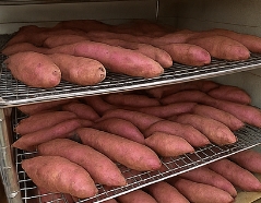 고구마 보관하는법