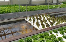 물위에-떠서-키우는-야채들