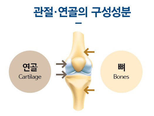 관절-구성성분