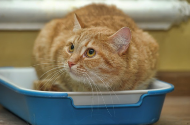 화장실에서 아파 보이는 갈색 고양이.