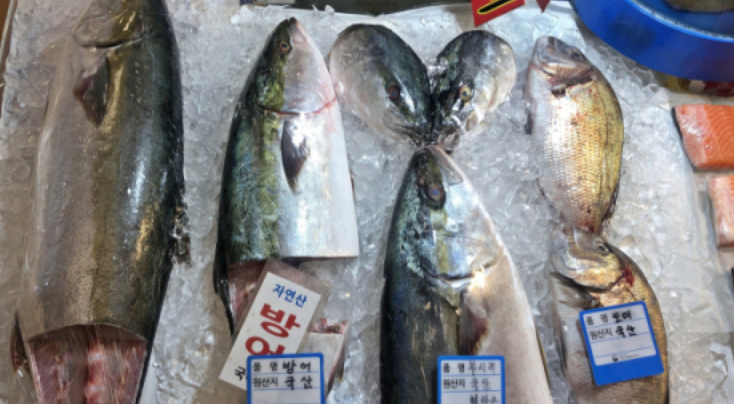 수산시장 대방어 가격