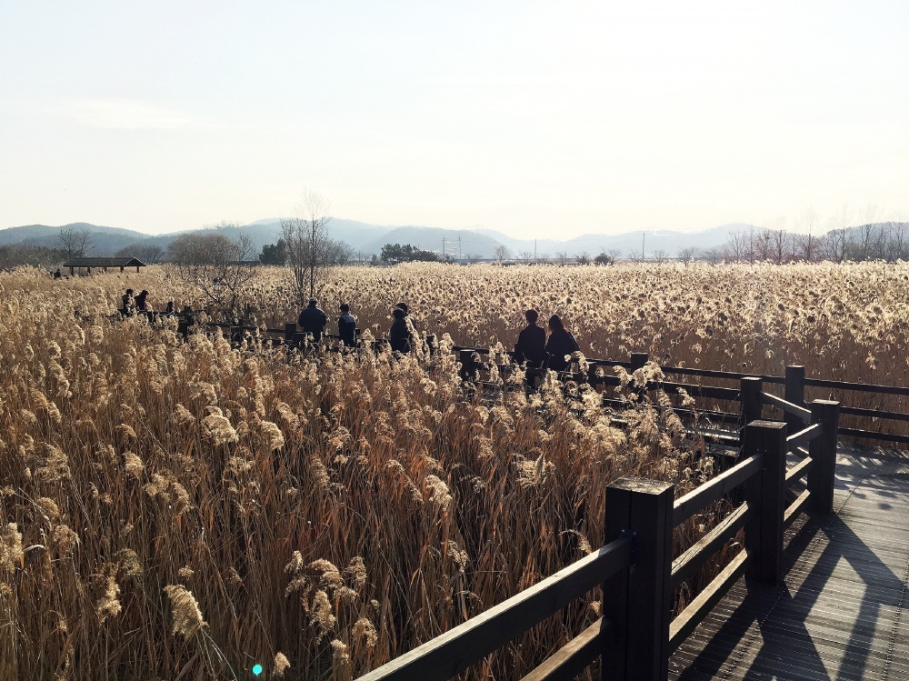 안산 갈대 습지
