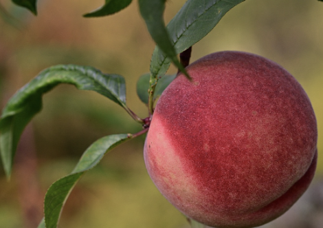 복숭아 보관방법 3