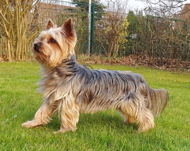 요크셔 테리어 사진