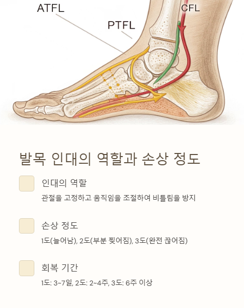 발목 인대의 역할과 손상 정도