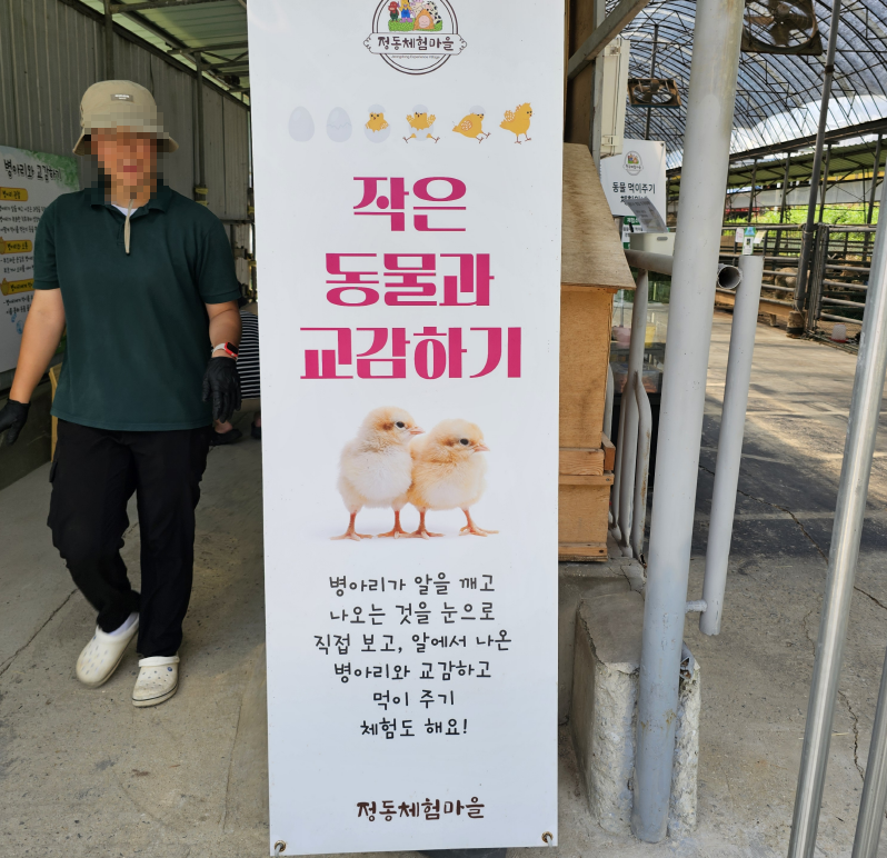병아리 부화