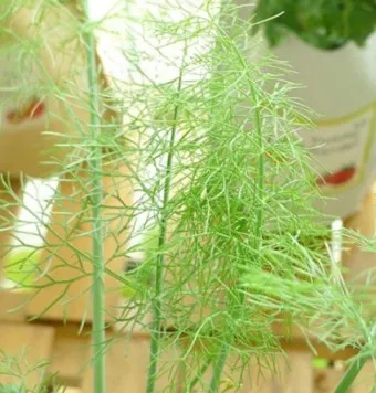 딜 재배 파종 간격 화분 키우기 잎과 씨앗 활용_14