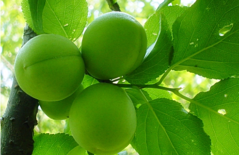 매화나무에-열린-열매-매실의-모습