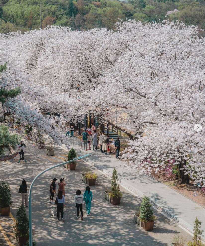 렛츠런 파크 서울 벚꽃 축제
