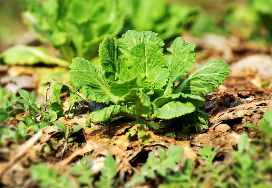 🌱 봄나물이란? 제철 식재료의 기본 이해