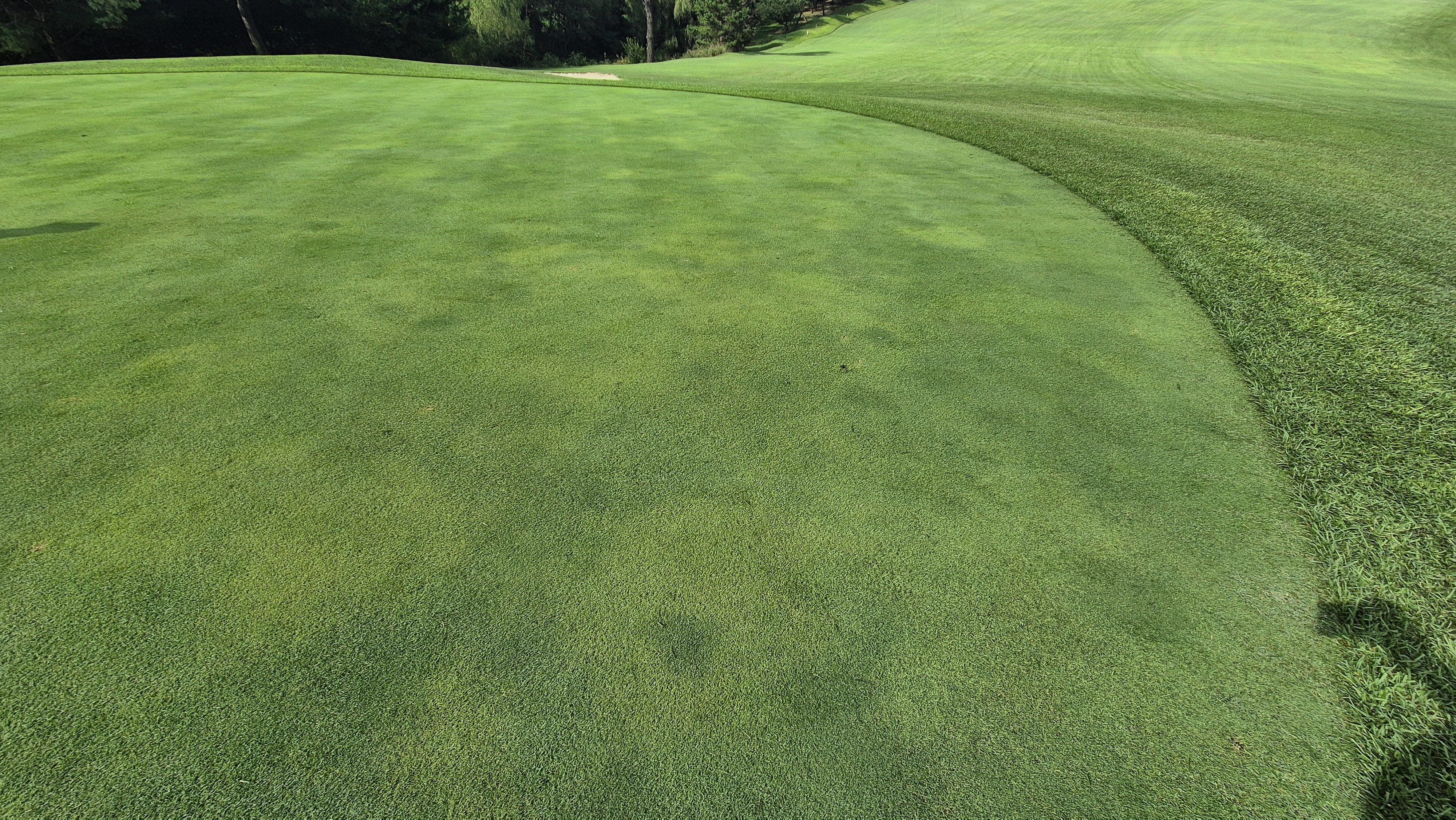 도고cc 그린 관리상태