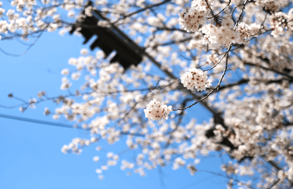 여의도 벚꽃 축제