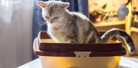 화장실에서 고개를 숙이는 고양이.