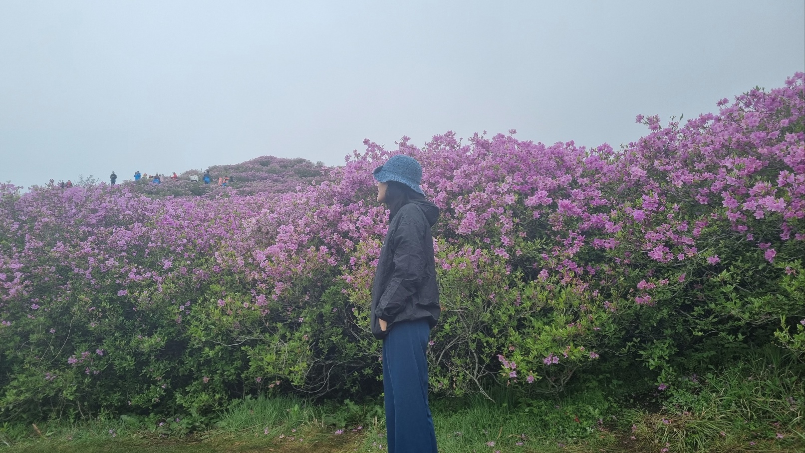 합천 황매산 철쭉15