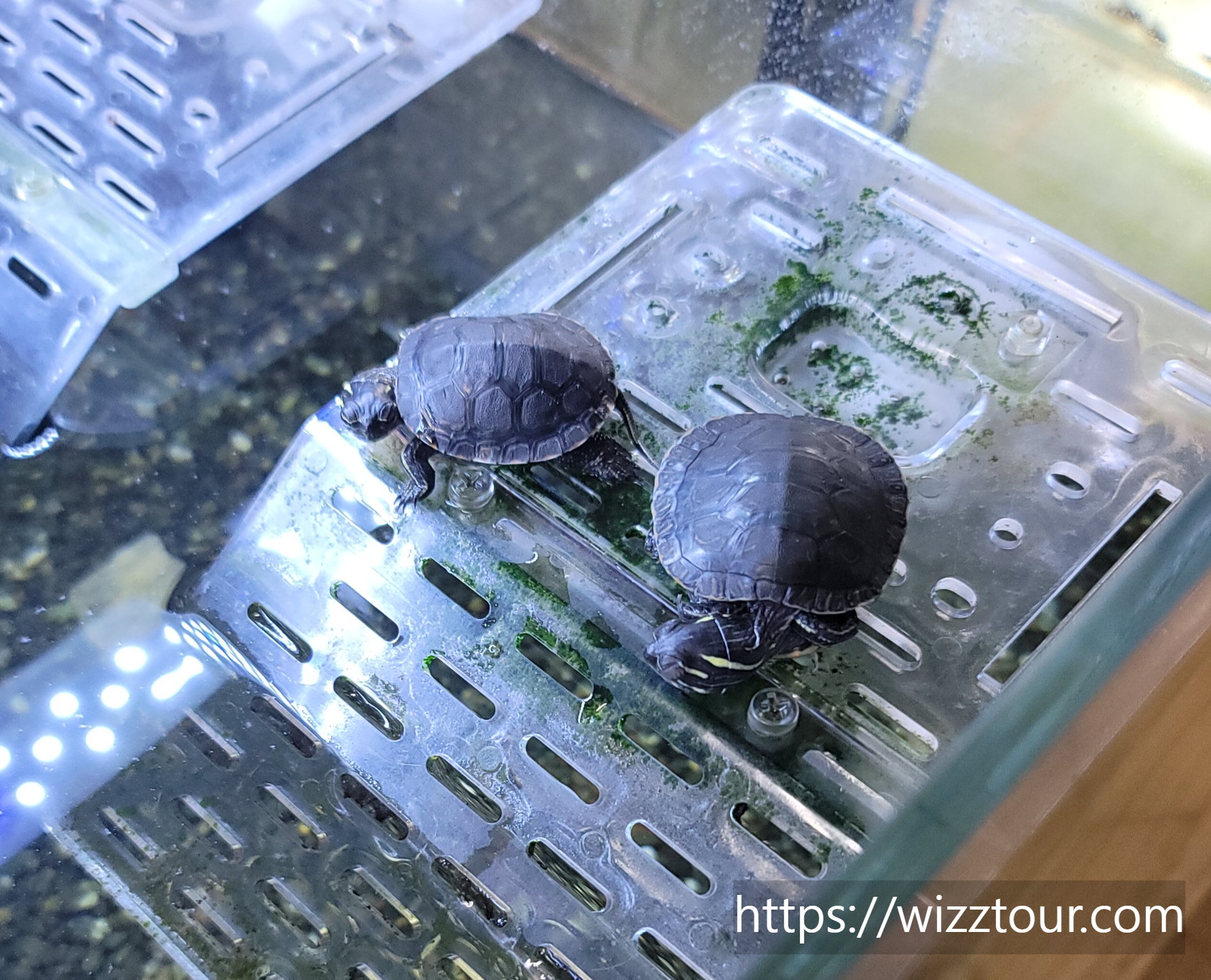 커먼머스크터틀_새끼_모습