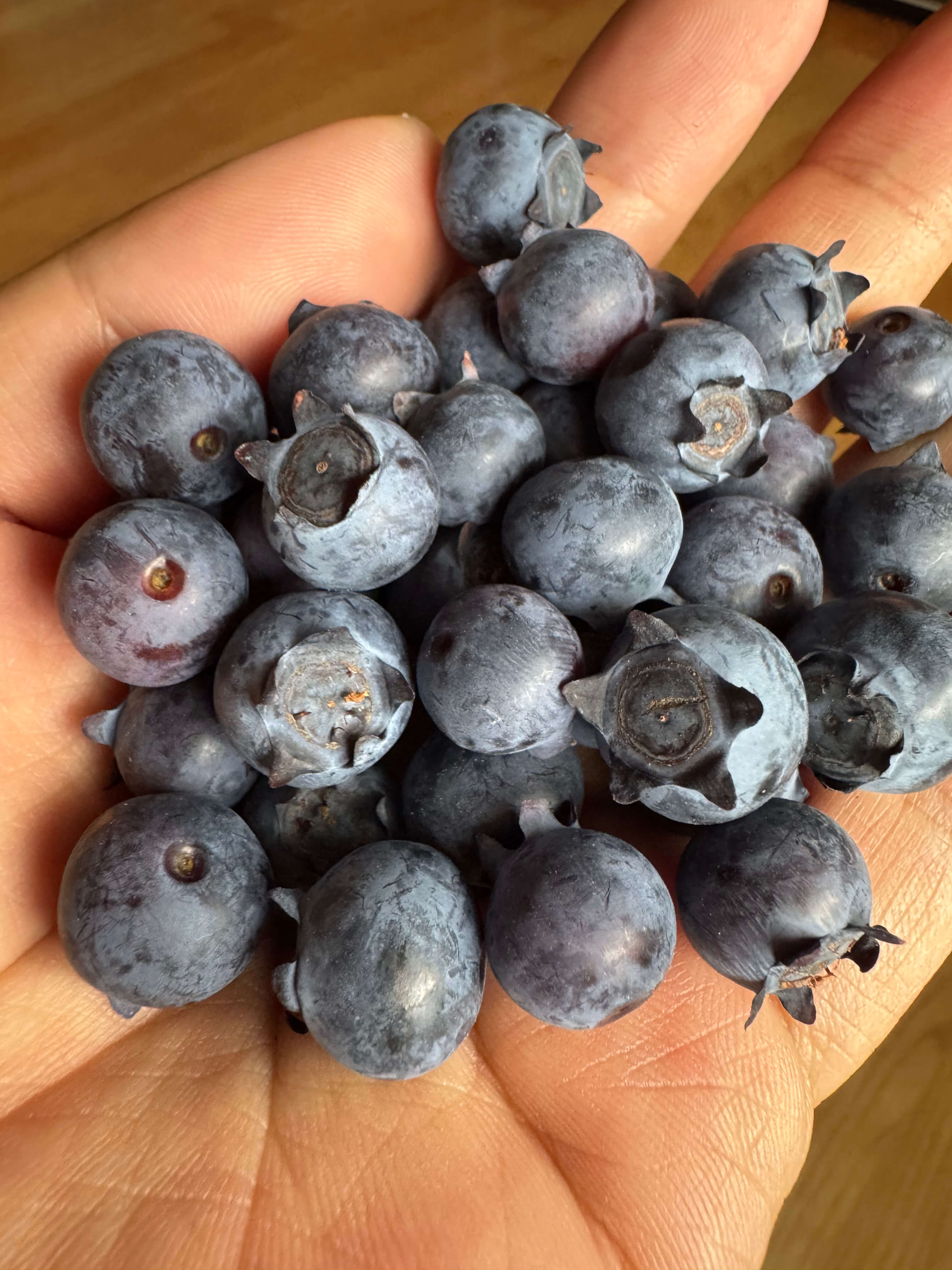 블루베리 섭취 권장량 및 부작용