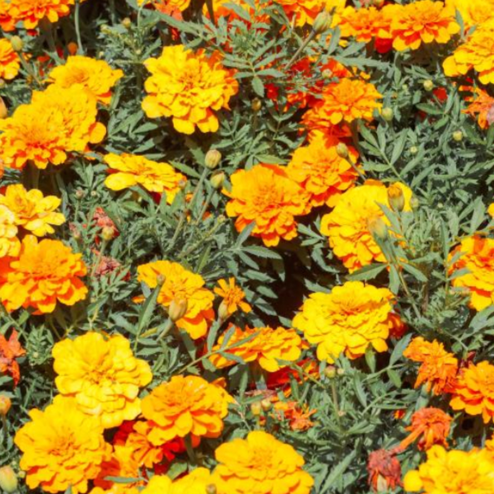 밭에서 자라고 있는 카렌듈라