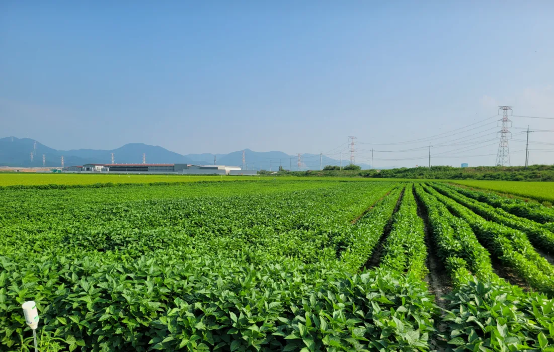 초록색-콩밭-사진