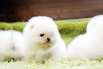 포메라니안 종류 18가지 털색깔 무늬 총정리 자료집_24