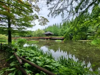 경상남도 수목원 5월의 꽃 관음죽꽃 핑퐁나무 황금자주달개비 마가렛 만첩빈도리 자란 크레이프자스민_18