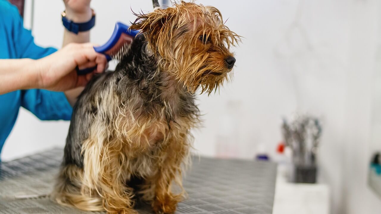 강아지 털냄새 제거 꿀팁